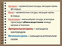 Артерии – кровеносные сосуды, несущие кровь от сердца