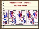 Кровеносная система животных