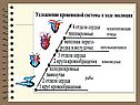 Кровеносная система животных