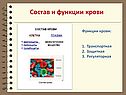 Состав и функции крови