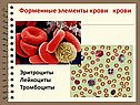 Форменные элементы крови крови