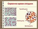 Строение крови лягушки