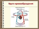 Круги кровообращения