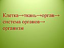 Клетка