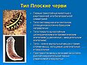 Тип Плоские черви