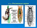 Класс Ресничные черви
