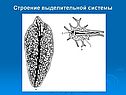 Строение выделительной системы