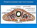 Круглые и плоские черви