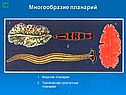 Многообразие планарий