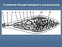 Строение Ланцетовидного сосальщика