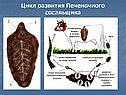 Цикл развития Печеночного сосальщика