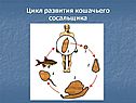 Цикл развития кошачьего сосальщика