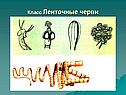 Класс Ленточные черви