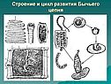 Строение и цикл развития Бычьего цепня