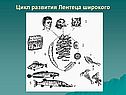 Цикл развития Лентеца широкого