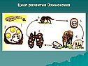 Цикл развития Эхинококка