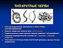 Тип круглые черви