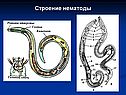 Строение нематоды