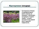 Вондер