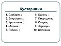 Кустарники