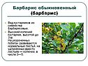 Барбарис обыкновенный
