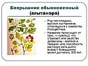 Боярышник обыкновенный