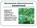 Крыжовник обыкновенный
