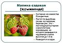 Малина садовая
