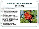 Рябина обыкновенная
