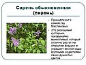 Сирень обыкновенная