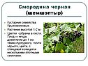 Кустарники