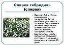 Спирея гибридная