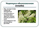 Черемуха обыкновенная