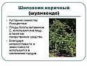 Шиповник коричный
