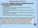 Мышечная система