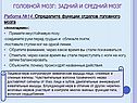Головной мозг