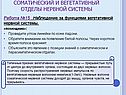 Соматический и вегетативный отделы нервной системы