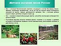Мировое значение лесов России