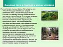 Значение леса в природе и жизни человека