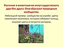 Растения и животные