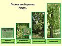 Ярусы