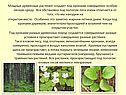Мощные древесные растения
