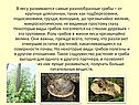 Разнообразные грибы
