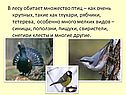 Множество птиц