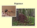 Муравьи