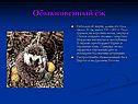 Обыкновенный ёж