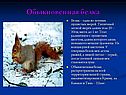 Обыкновенная белка