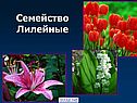 Лилейные растения