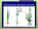 Мочковатая корневая система