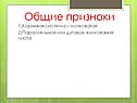 Корневая система